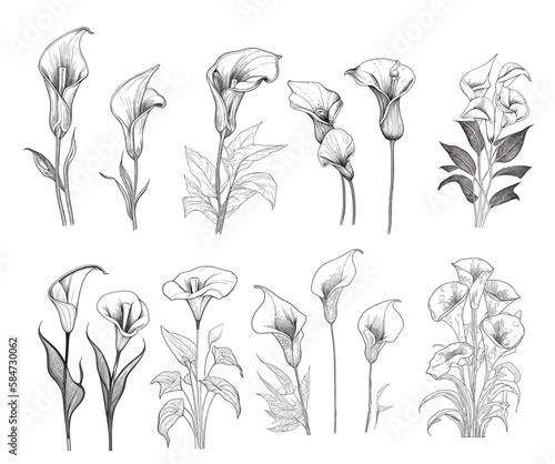 Fotografia Set of calla lilies hand drawn sketch in doodle style illustration