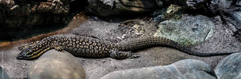 Spiny-tailed monitor, also known as the Australian spiny-tailed monitor. Latin name - Varanus acanthurus Spiny-tailed monitor, also known as the Australian spiny-tailed monitor. Latin name - Varanus acanthurus