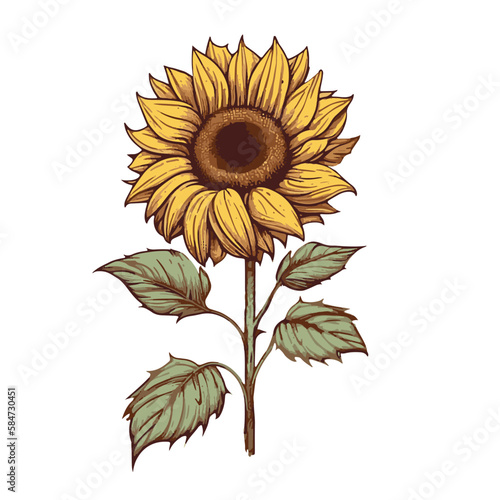 Sunflower vector illustration. Ink sketch of sunflower isolated on white background. hand drawn vector illustration. Retro style. Sunflower vintage graphic. Engraving style