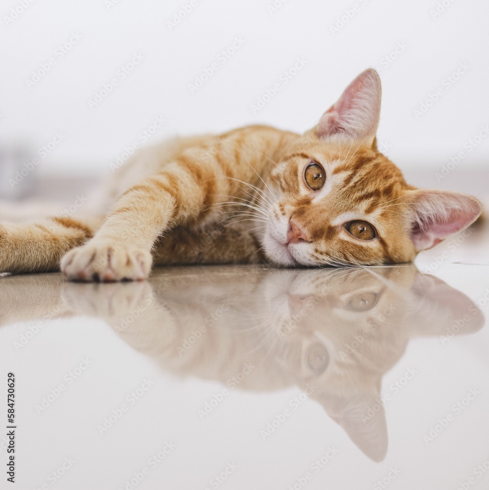 Orange tabby cat lying on porcelain tiled floor