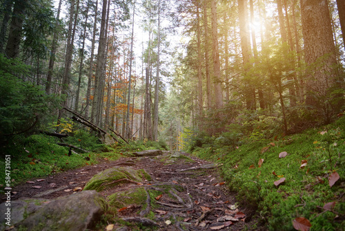 Trail in beautiful autumn wood. Leaf fall, red leafage lies on pathway
