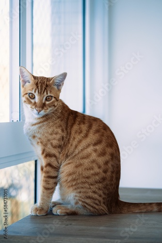 Adorable orange tabby cat sitting by a window at home, vertical shot