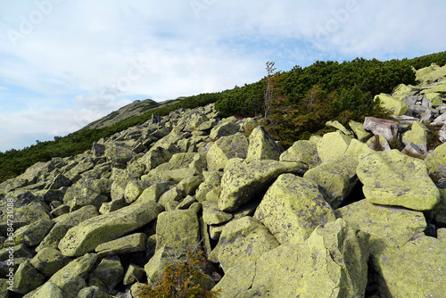 Stones covered with lichen in Gorgany - mountain range in Western Ukraine photo