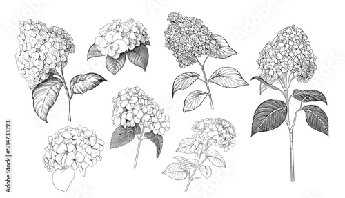 Hydrangea collection sketch hand drawn in doodle style illustration