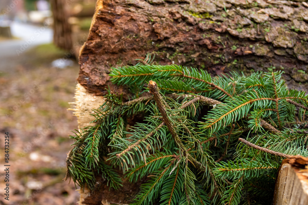 Naklejka premium sawed off fir tree with branches