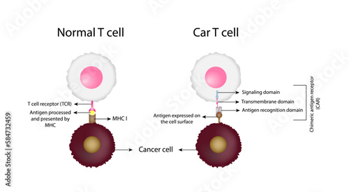 Normal T cell and Chimeric antigen receptor T cell ,CAR T cell, for use in immunotherapy. chemotherapy. vector illustration.