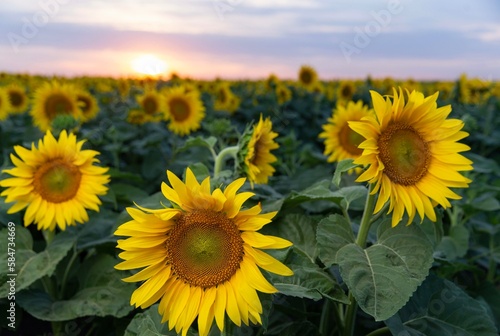 sunflower field with sunset sky background © Jan