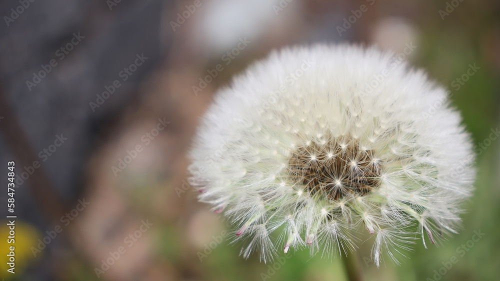 Dandelion Seeded Capitulum Dandelion Seeded Capitulum