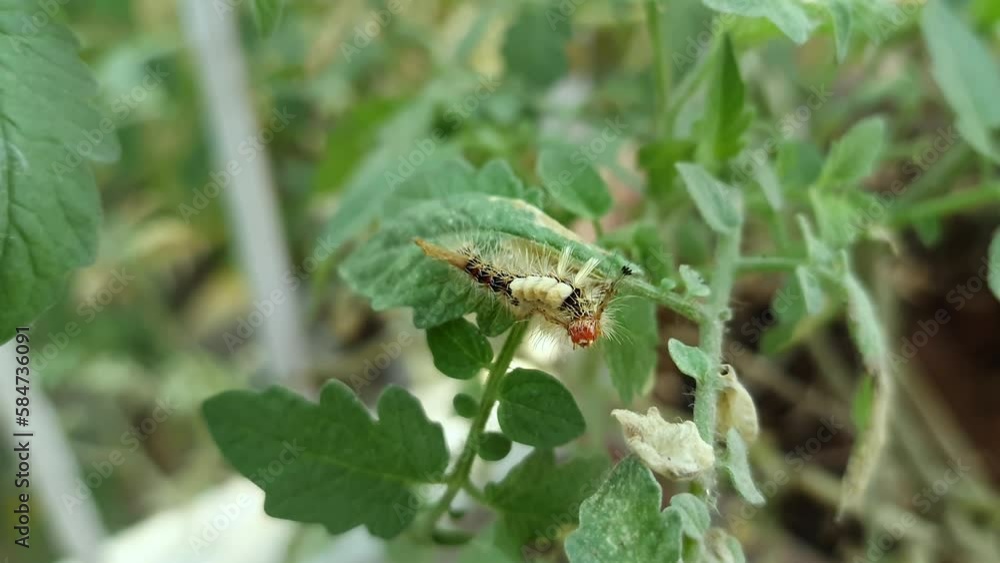 Macro view of a tiny caterpillar crawling on a tomato plant Macro view of a tiny caterpillar crawling on a tomato plant
