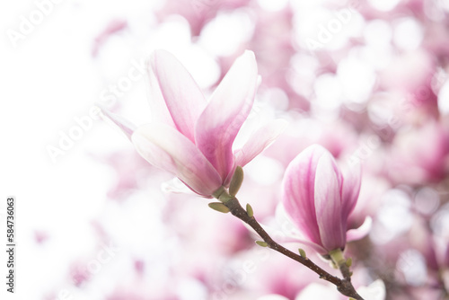 Close up of pastel magnolia flower. Springtime nature background © Olha Sydorenko