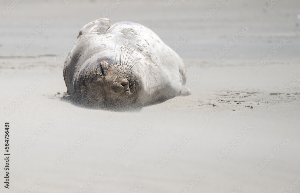 Obraz premium seal sleeping