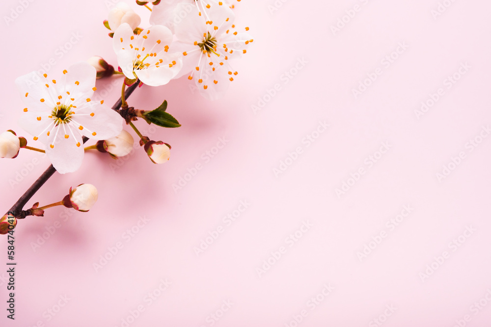 Spring Cherry Blossom. Abstract background of macro cherry blossom tree branch on pink background. Happy Passover background. Spring womens day concept. Easter, Birthday, womens or mothers holiday. Spring Cherry Blossom. Abstract background of macro cherry blossom tree branch on pink background. Happy Passover background. Spring womens day concept. Easter, Birthday, womens or mothers holiday.