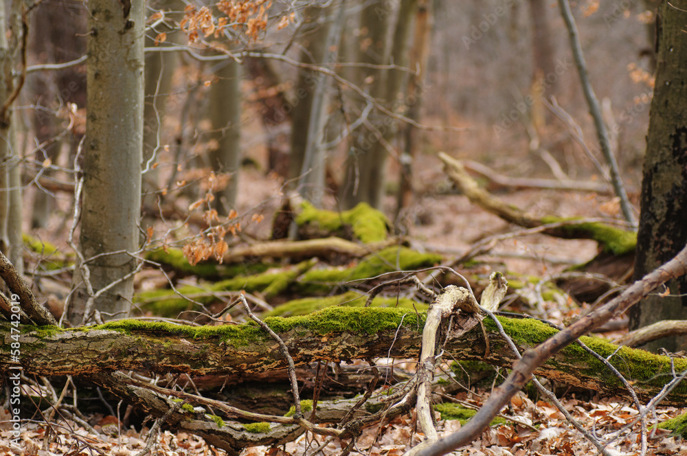 autumn in the forest with trees and leaves, shallow do autumn in the forest with trees and leaves, shallow do