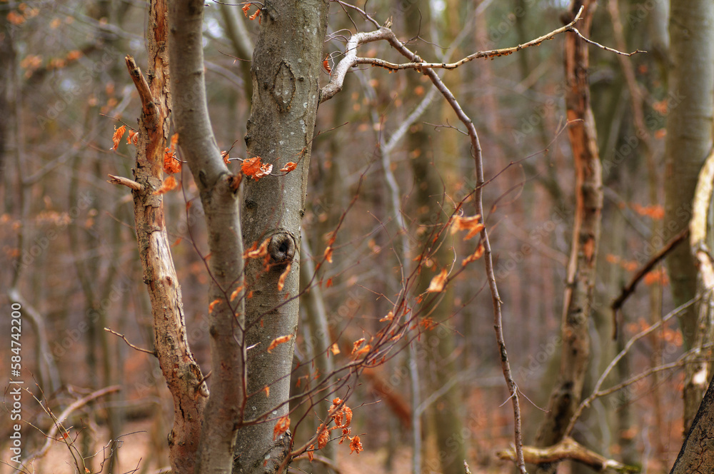Autumn forest with fallen leaves in the foreground, soft focus background Autumn forest with fallen leaves in the foreground, soft focus background