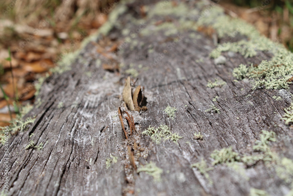 lichens grow on an abandoned wooden rail in Alafia State Park in Lithia Florida. lichens grow on an abandoned wooden rail in Alafia State Park in Lithia Florida.