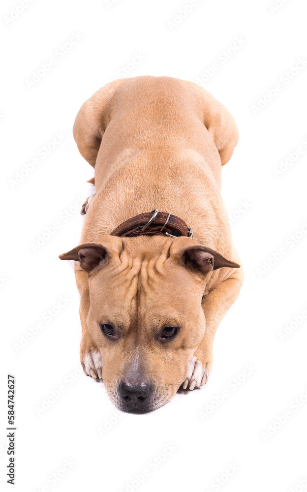 American Staffordshire Terrier isolated on a white background. Studio shot. American Staffordshire Terrier isolated on a white background. Studio shot.