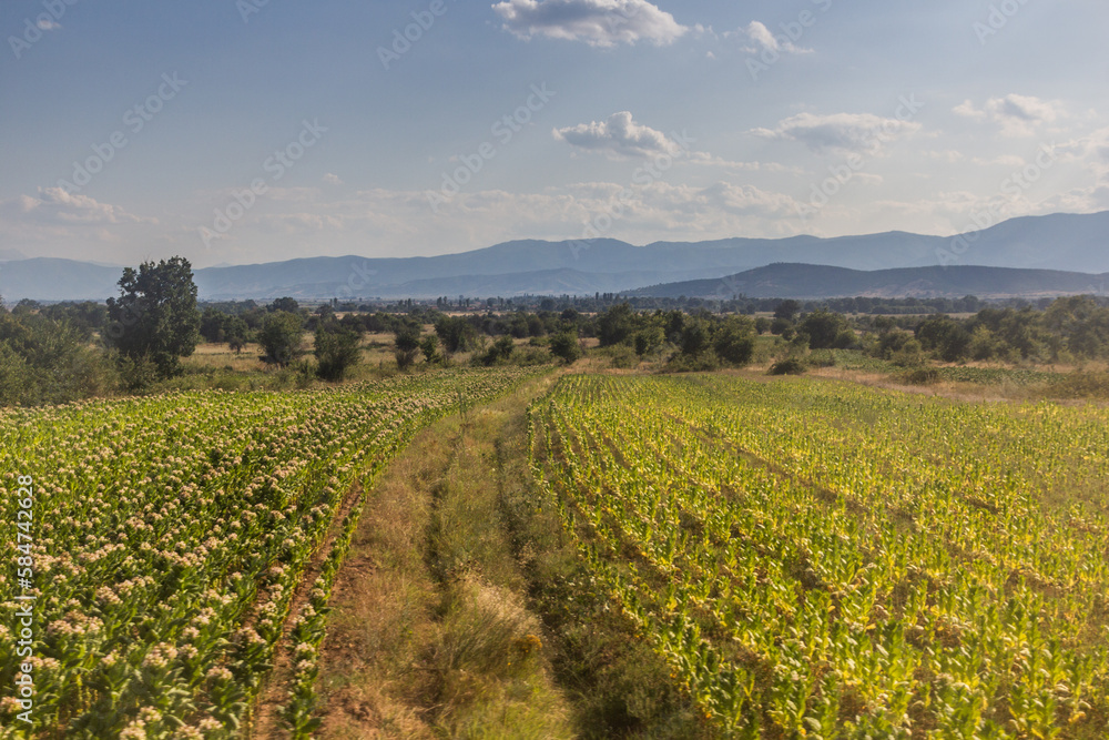  Summer view of fields of North Macedonia