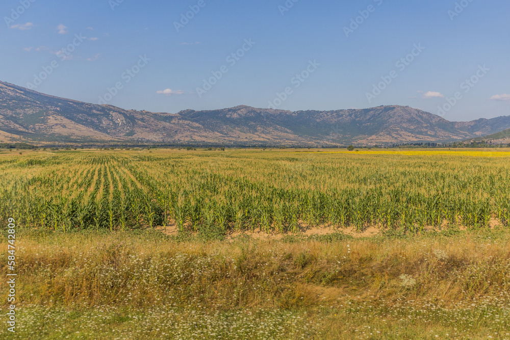  Summer view of corn fields of North Macedonia