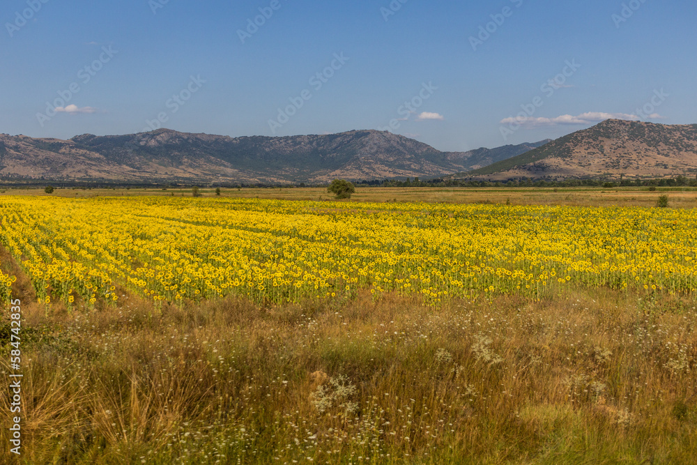  Summer view of sunflower fields of North Macedonia