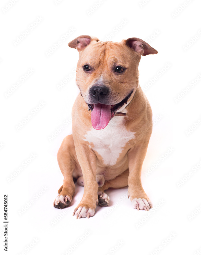 American Staffordshire Terrier isolated on a white background. Studio shot.