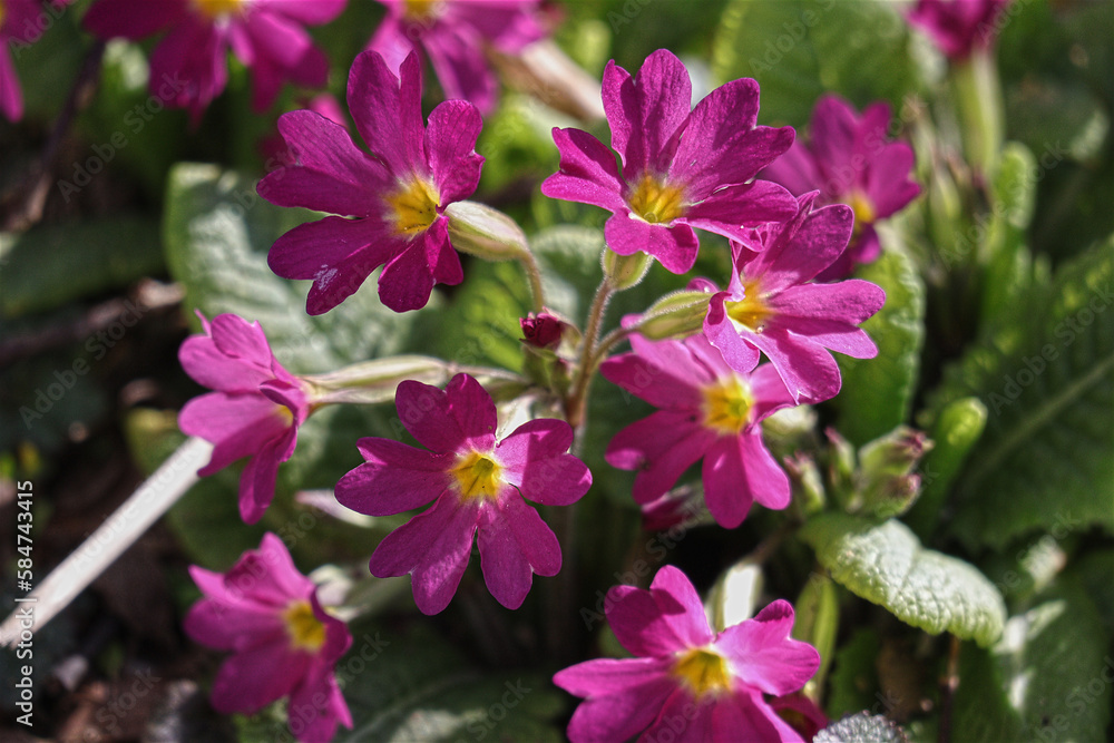 Schlüsselblume, Blüten, Blume, Frühling Schlüsselblume, Blüten, Blume, Frühling