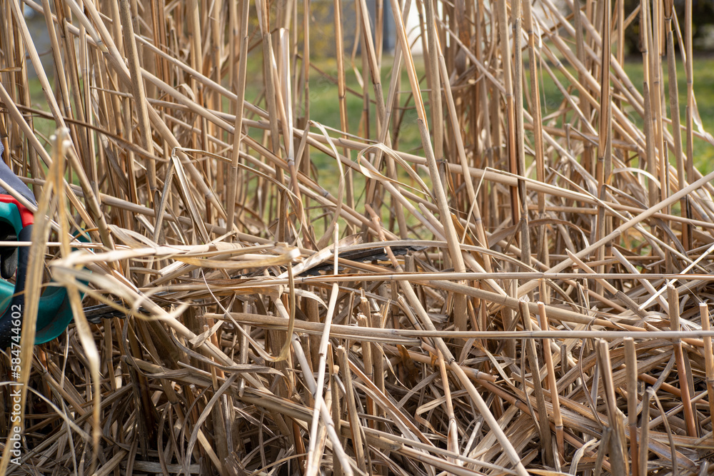 Fototapeta premium Close up of hedge trimmer blade cutting through the reeds