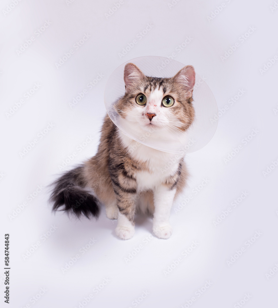 Cute cat wearing a cone collar on a white background. Isolated. Cute cat wearing a cone collar on a white background. Isolated.