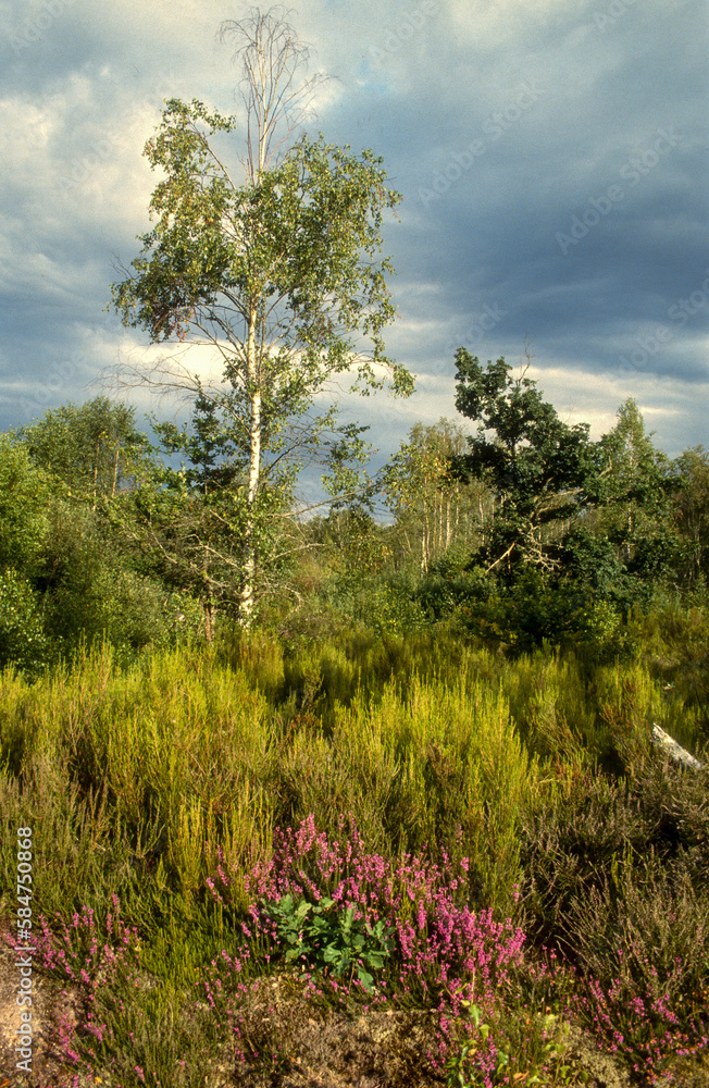 Landes, Bruyere, Erica scoparia, Sologne, égion Centre Val de Loire, 45, Loiret, France Landes, Bruyere, Erica scoparia, Sologne, égion Centre Val de Loire, 45, Loiret, France