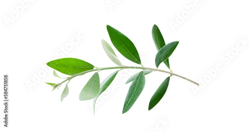 Fresh olive branch leaves isolated on white background © missty
