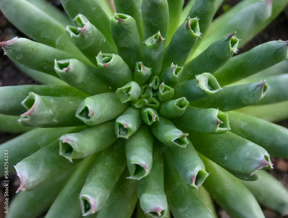(Andromiscus sp.) succulent with succulent leaves that store water (Andromiscus sp.) succulent with succulent leaves that store water