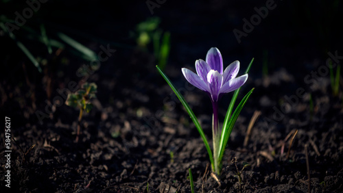  Distillation of saffron, reproduction of primroses.Spring delicate flower.Saffron in the garden.