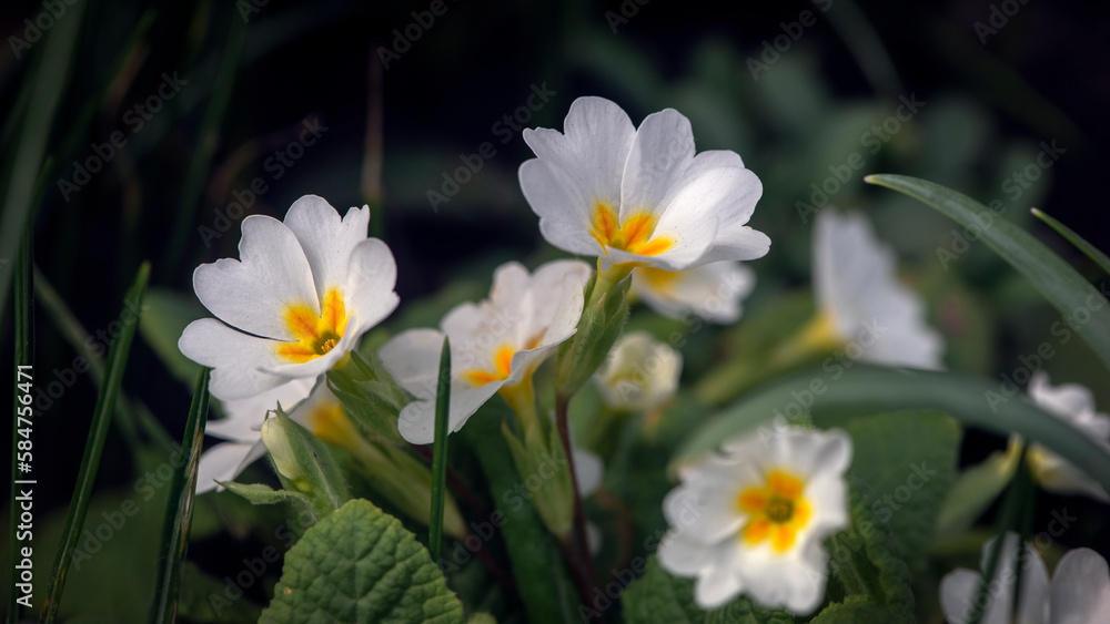 Blooms in meadows, common primrose.Symbol of the county of Devon. Blooms in meadows, common primrose.Symbol of the county of Devon.