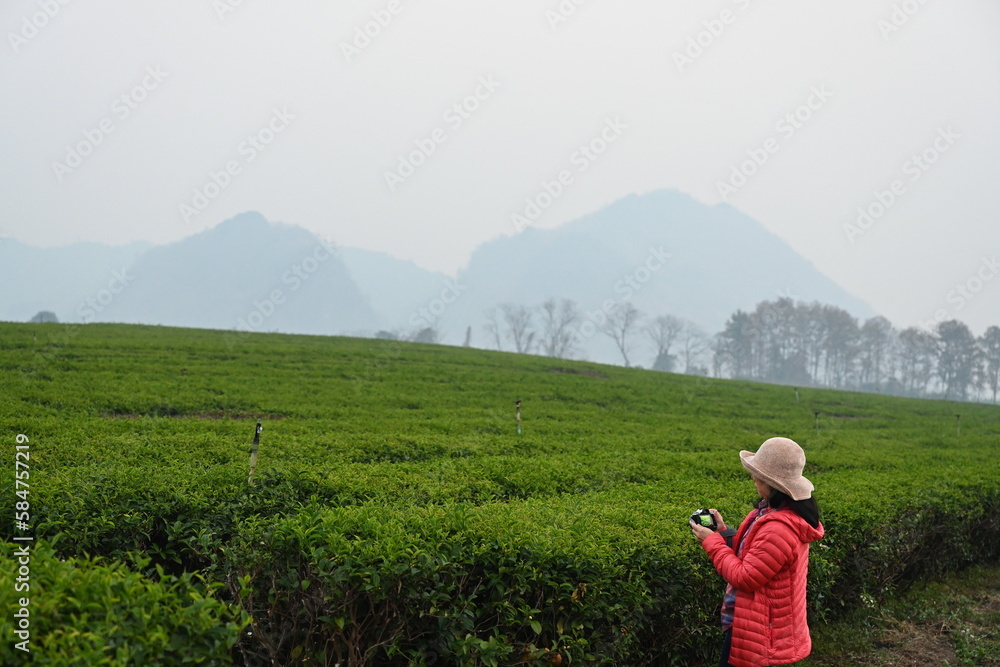 On slightly misty morning, a farmer uses digital camera to capture the beauty of tea plantation with dew on the tops of fresh green leaves. Farmers check the quality of tea leaves before harvesting.
