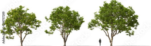 tree caesalpine trees  hq cutout arch viz plant