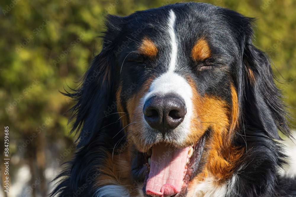 bernese mountain dog enjoy first sun in spring