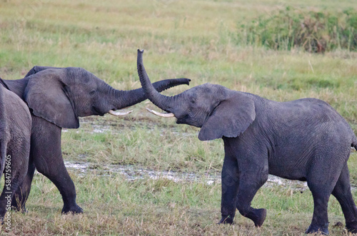 Photography elephants in the savannah