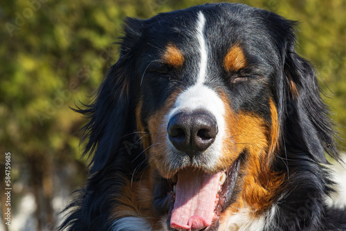 bernese mountain dog enjoy first sun in spring