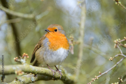 European Robin Redbreast Erithacus rubecula in early spring perching in old woodland in Shropshire