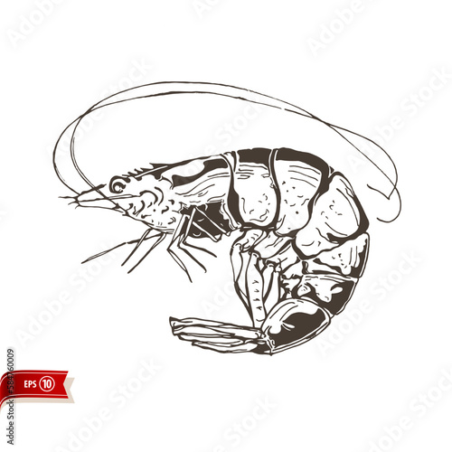 Hand drawn live shrimp isolated on white background. Vector sea food sketch for poster, web design, banner, card, flyer, icon, logo or badge.