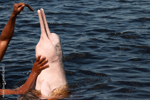 Manaus, AM, tourists swimming next to a pink dolphin