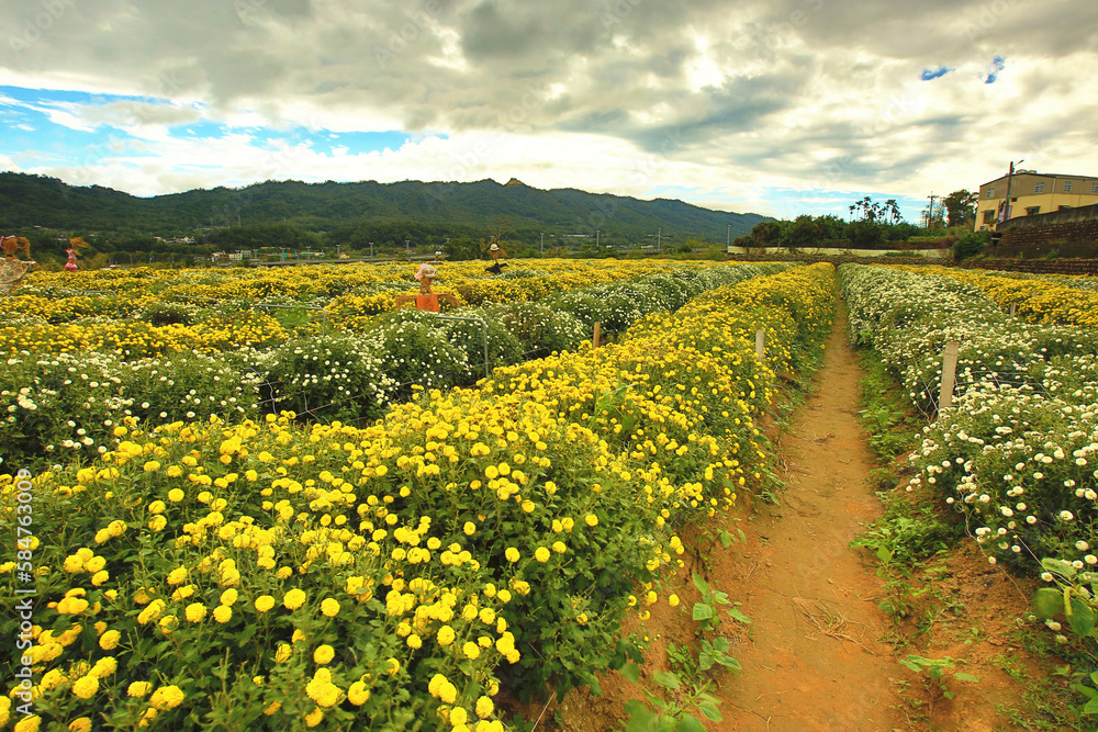 Florist's daisy(Chrysanthemum flowers) plantation,many yellow and white Chrysanthemum flowers blooming in the plantation in autumn
