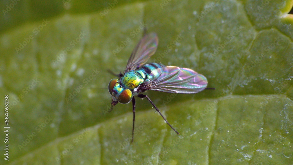 Long-legged fly on a leaf in a backyard in Panama City, Florida, USA Long-legged fly on a leaf in a backyard in Panama City, Florida, USA
