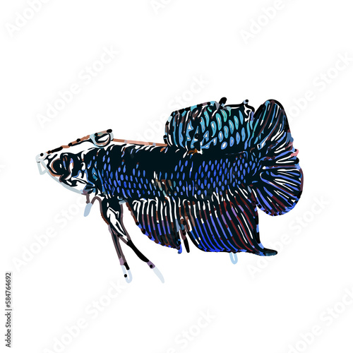 Betta fish color sketch with transparent background