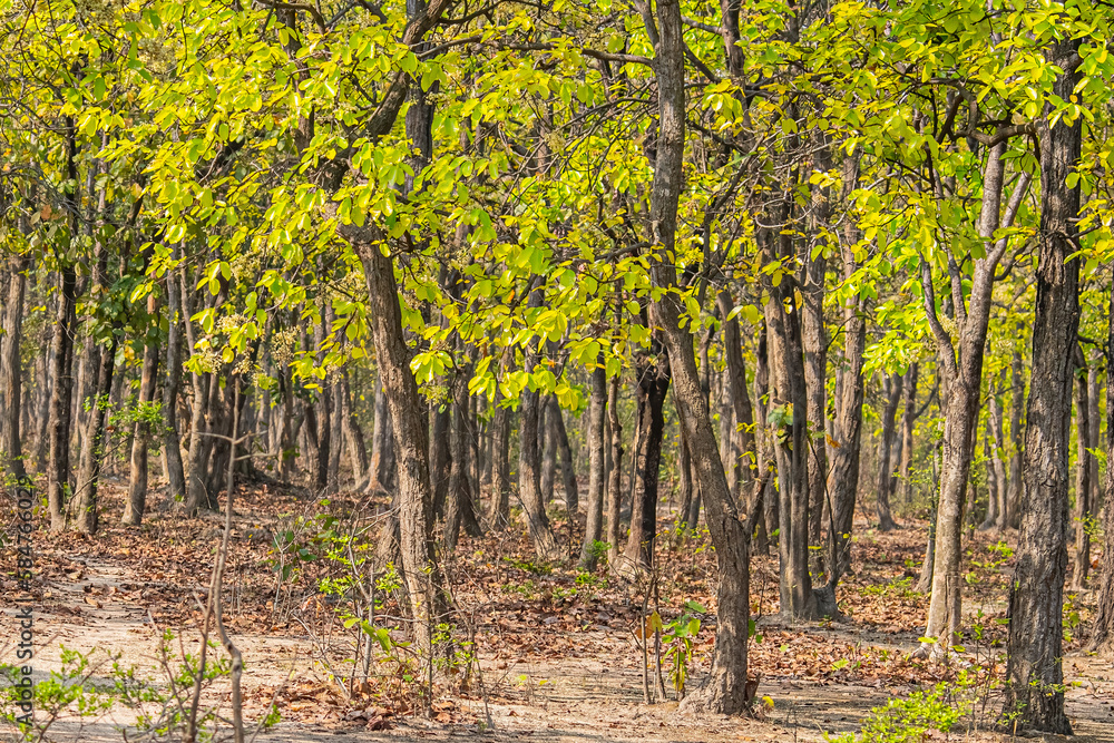 A Woodland full of trees A Woodland full of trees