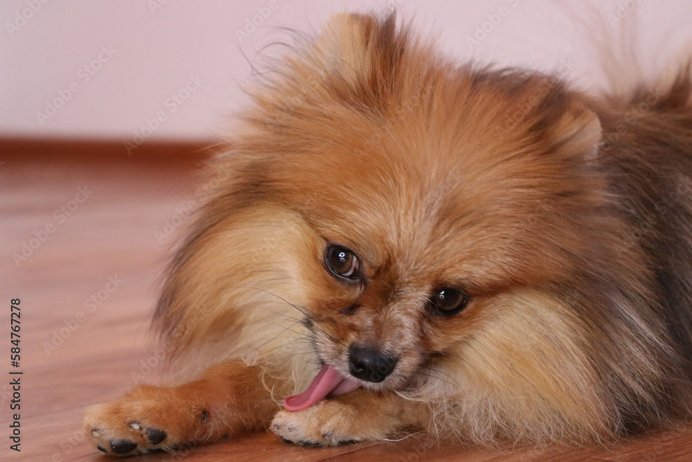 pomeranian dog portrait pomeranian dog portrait