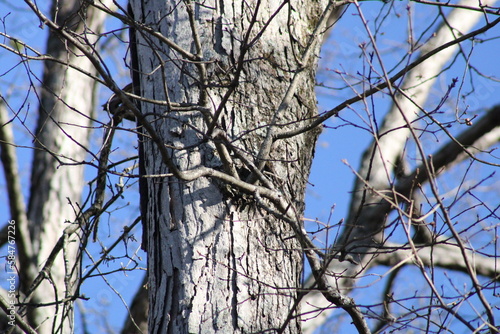 tree branches against sky