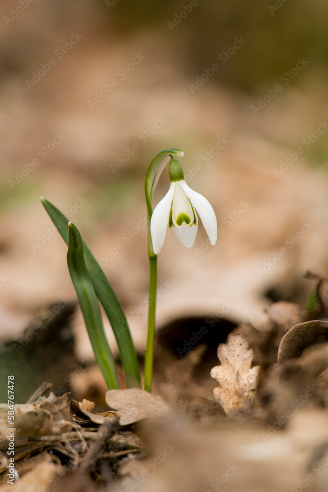 One blooming snowdrop in the forest. Snowdrop. First flowers. Delicate spring flowers. One blooming snowdrop in the forest. Snowdrop. First flowers. Delicate spring flowers.