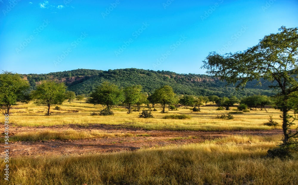 Landscape View of Ranthambhore Park  in Rajasthan, India
