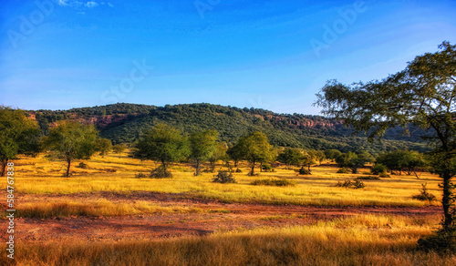 Landscape View of Ranthambhore Park  in Rajasthan  India