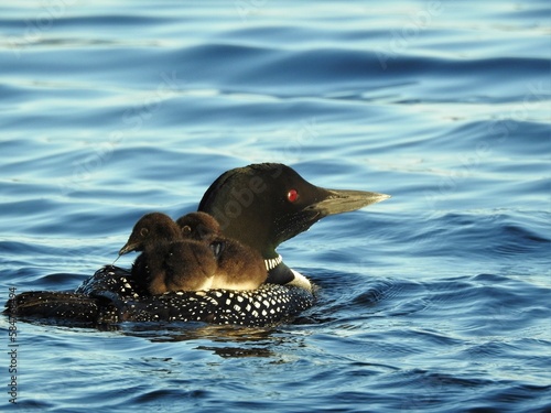 Family of loons on the lake